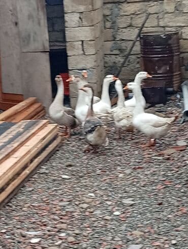 Sağlam kök qazlardı 1 dənəsi 40 manat aşağı yeri yoxdur lalafo.az -da Sağlam kök qazlardı 1 dənəsi 40 manat aşağı yeri yoxdur