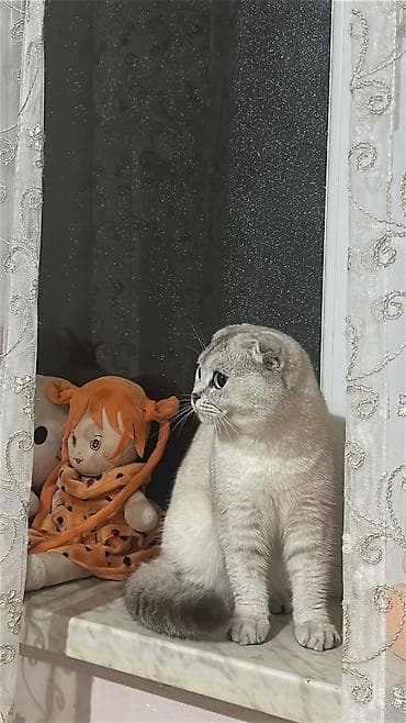 heyvan geyimi: Şotland yastı qulaq — 2