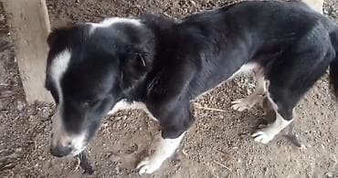 it geyimləri: 1 il, Dişi, Ünvandan götürmə — 2