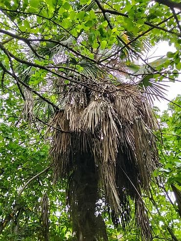 ağaç satış: Satılır: dekorativ palma ağacı (Trachycarpus tipli) Xüsusiyyətlər: - — 6