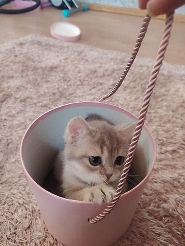 Qızıl şinşilla, Dişi, Yaxşı əllərə, Ünvandan götürmə lalafo.az -da Qızıl şinşilla, Dişi, Yaxşı əllərə, Ünvandan götürmə