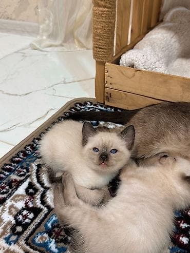 Məhsul: pişik balaları Təsvir: - Şəkillərdə müxtəlif rəng və