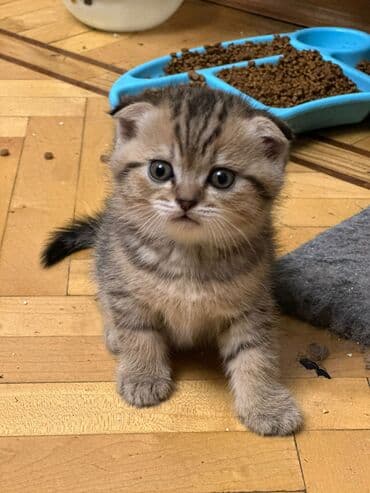 cins pişik satışı: 50 ile 400 arasi cins saf qan saqlam pisiklerimiz var sekilde olmayan — 1