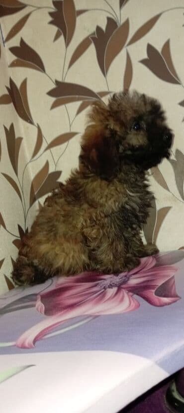 Pudel, 3 ay, Erkek, Ödənişli çatdırılma