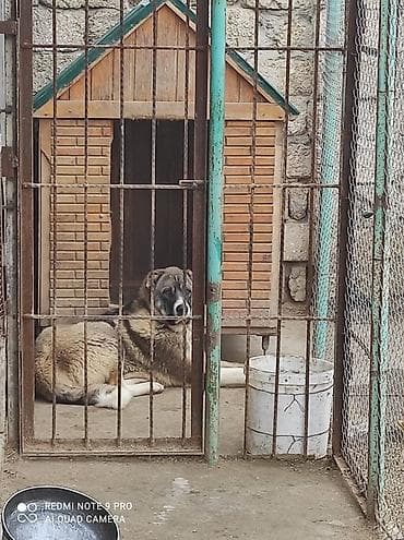 i̇t yuvası: Salam it yuvası satıram,çox keyfiyyətli yığılıb,tam izolyasiya olunub — 7