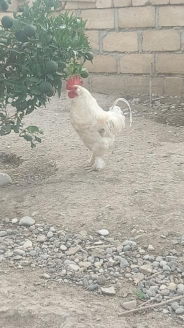 Salam 1 ədəd bəzəkli yerli xoruz satılır 1 illiklər, damazlıq üçün