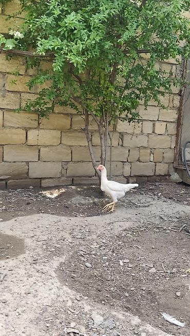 Toyuq, Damazlıq lalafo.az -da Toyuq, Damazlıq