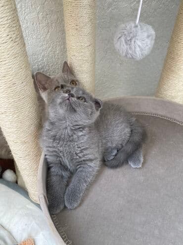 породистые котята даром: Шотландская, Самец, Самка, Самовывоз — 4