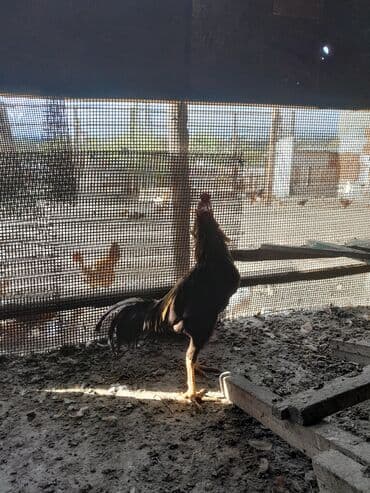 pişik şəkilləri: Məhsul: Xoruz (yerli döyüş/əsilzadı tipli) Təsvir: - Uzun bədənli — 3