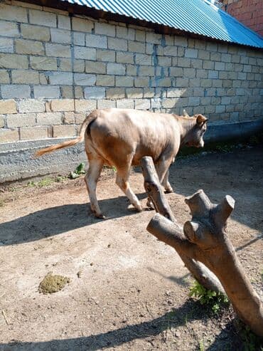 Məhsul: Dana (erkək) Təsvir: - Şəkillərdə görünən sağlam, ətlik lalafo.az -da Məhsul: Dana (erkək) Təsvir: - Şəkillərdə görünən sağlam, ətlik