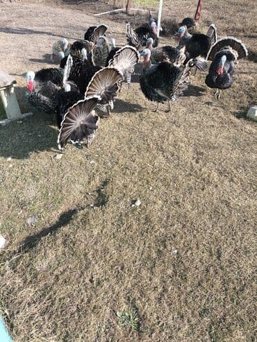Hinduşka: Erkək, Damazlıq, Ödənişli çatdırılma — 4