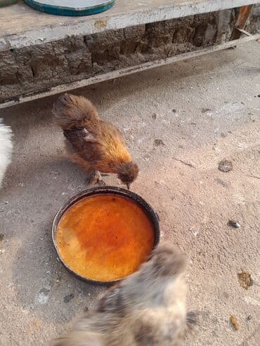 Toyuq, Damazlıq, Ödənişli çatdırılma — 5