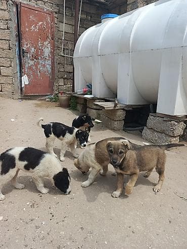 50 manata it: 2 ay, Erkek, Cütləşmə üçün, Ünvandan götürmə — 1