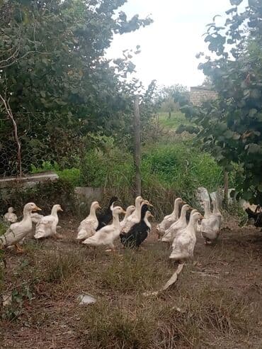 hələb keçisi haqqında məlumat: Satılır: ördək sürüsü - Növ: ağ və qara rəngli ev ördəkləri (yerli — 3