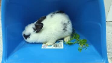 kaliforniya dovşanı: Dovsan balalari satilir — 8