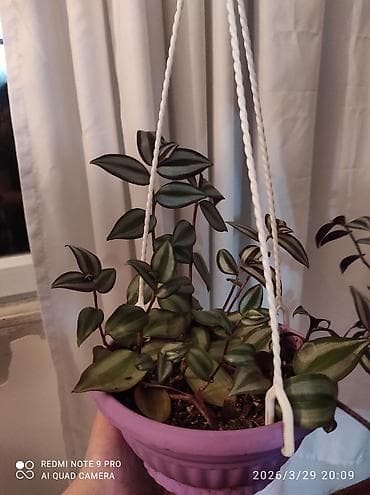 Tradescantia zebrina dekorativ otaq bitkisi. - Yarpaqlar
