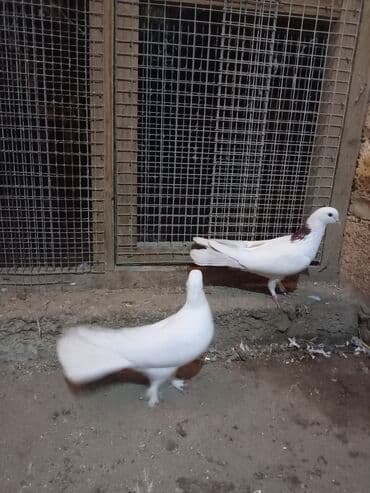 İtlər: Salam qırmızı boyun və 2tük sarı quyrug ərkəydi — 1