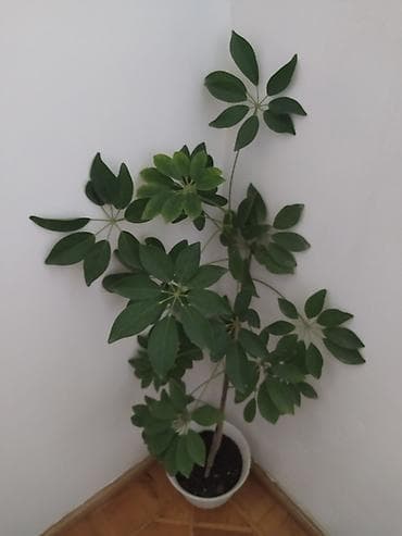 budda: Məhsul: Daxili dekorativ bitkilər (bir neçə növ saksı bitkisi) — 8