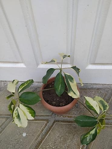Ev və bağ: Otaq bitkiləri dəsti - Monstera deliciosa (dərin yarıqlı iri yaşıl — 7