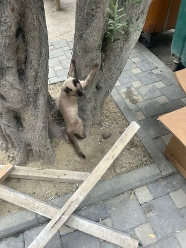 сиамская вислоухая кошка цена: Siam — 1