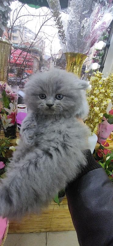 Pişiklər: Şotland uzun tüklü — 2