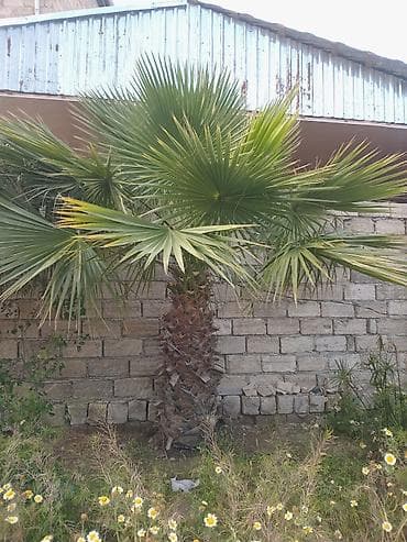 veles agaci: Dekorativ Xurma Palmaları – həyət və bağlar üçün - Növ: Xurma — 5