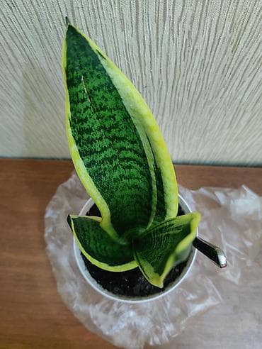 gozel gul buketleri: Sansevieria (Qayınana dili) dibçəkdə ​Sansevieria otaq bitkisi — 4