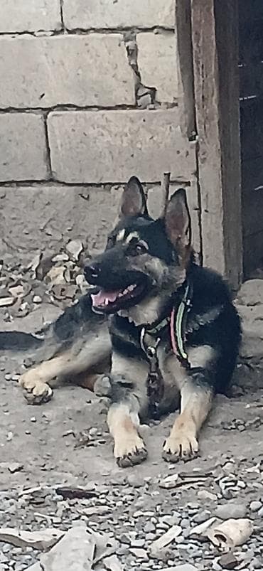 Alman çoban iti, 1 il, Erkek, Ünvandan götürmə