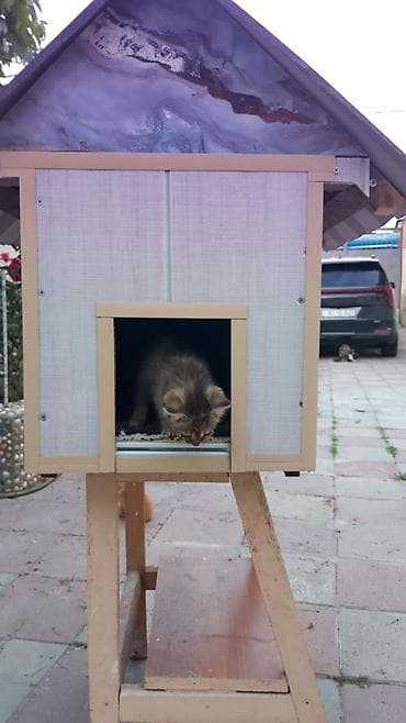 Yuvalar: Məhsul: Açıq havada istifadə üçün pişik evi Təsvir: Qapalı pişik evi — 4