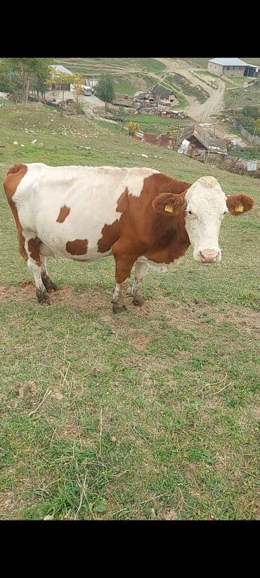 smental inekler: Simental tipli inək – qəhvəyi-ağ rəngli, qulaqlarda bir-birinə uyğun — 3