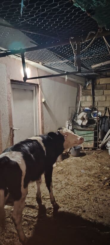 домики для кошек баку: Simental melezi Simental holisden melezi 25 30 letir sud veren — 2