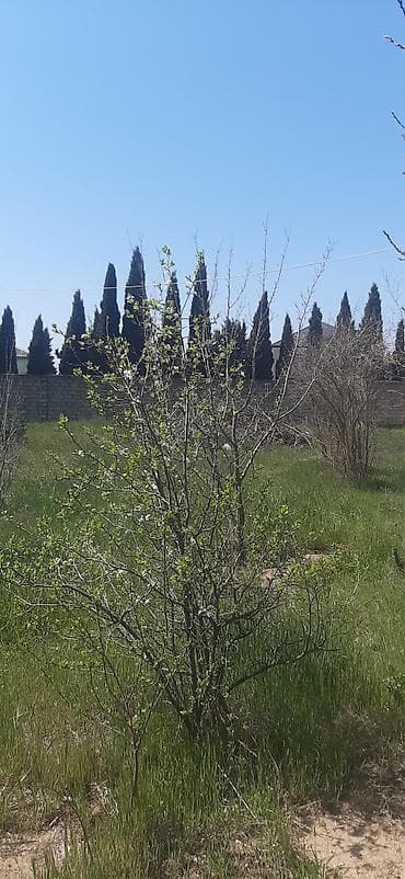 qara qarayevde yeni tikililer: Tikinti — 5