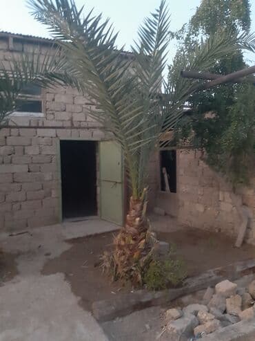 Bitkilər: Böyüklər 1500m balaca 350m — 5