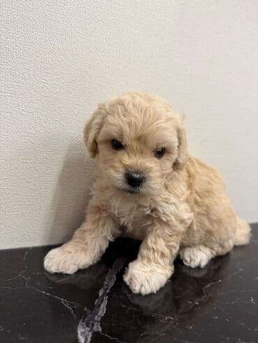 где можно купить собаку мальтипу: Pudel — 11