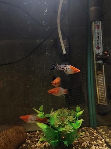 yarasa yuvasi aliram: 6 ədəd tam yetkin,bala veren koi meçinoslardi 1 erkek 5 disi tam — 2