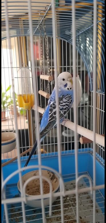 sultan quşu: Bala verməyə hazırlaşan muhabbət quşları.Sağlamdırlar və aktiv — 1