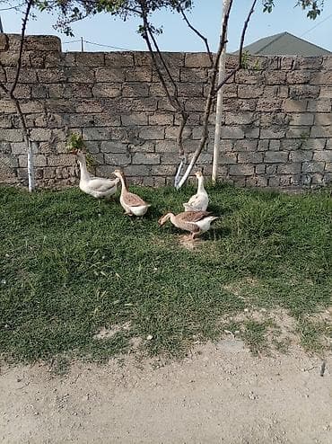 Qaz: 3 fere 1 erkey saglamdilar erkeyin qiymeti ayridi real alicilar yazsin — 3