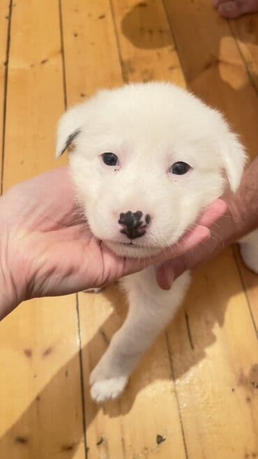 it evlerinin satisi: 3 ay, Erkek, Peyvəndli — 1