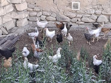 Məhsul: Ev şəraitində bəslənmiş toyuqlar (qarışıq rəng və cinslər) lalafo.az -da Məhsul: Ev şəraitində bəslənmiş toyuqlar (qarışıq rəng və cinslər)
