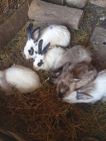 dana qiyməti xacmaz: SALAM 14 DƏNƏDİ OPTOM ALANA ENDİRİM Erkeklerni kesen 3kq Biri 14 den — 11