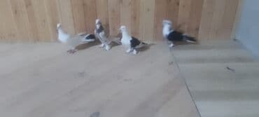 danışan quş: Növ: Ev göyərçinləri – ayaqları tüklü, qısa dimdikli, dekorativ və — 2