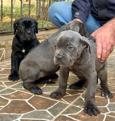 Собаки: Кане-корсо — 17