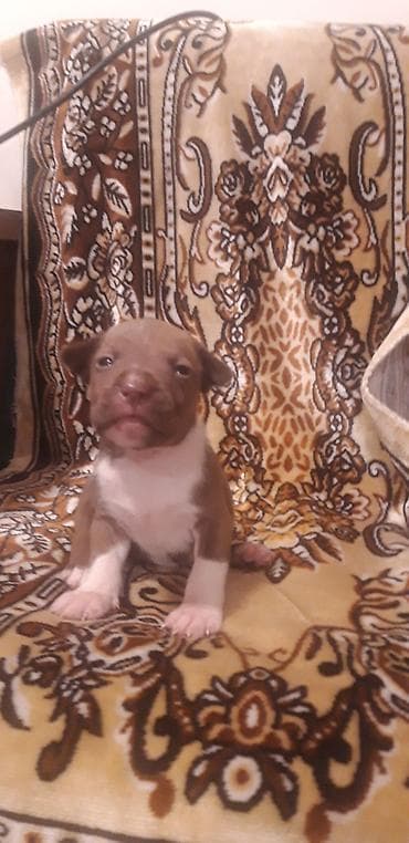 ağ haski: Pitbul — 4