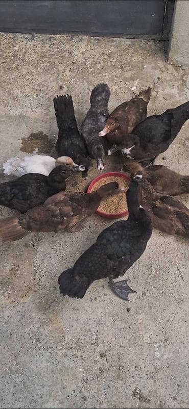 toy budel: Salam Aleykum 2 Ay Yarimliq 4 Krasnadar 4 ZümRüD 1 Macar 1 — 2