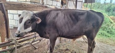 erkek quzular: 7 aylıq boz erkəy dana. jivoy çəkisi 160 kq dan çoxdu.Yem verilir — 1