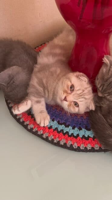 шотландская вислоухая кошка цена в баку: Şotland yastı qulaq, Erkək, Dişi, Ünvandan götürmə — 1