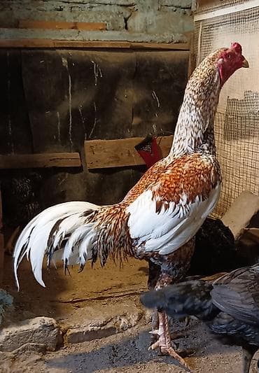 korella quş: Şekilde gorduyunuz pileymut Heyratının mayalı yumurtaları satılır bir — 1