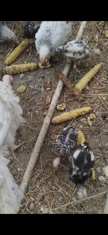 enzo шампунь отзывы: Toyuq, Damazlıq — 4