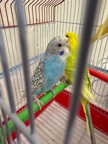 it bazari 2021: Tutuquşular 7 aylıqdır. Özüm saxlamışam tam sağlamdırlar. 2 dişi biri — 2