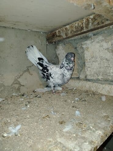 Gəmiricilər: Göyərçinlər Çil, əbreş, göy ağ qanad üçüdə ərkeydi ayrı ayrı qiymət — 2